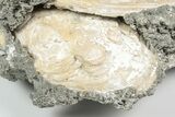 Three Fossil Clams with Fluorescent Calcite Crystals - Ruck's Pit, FL #194218-4